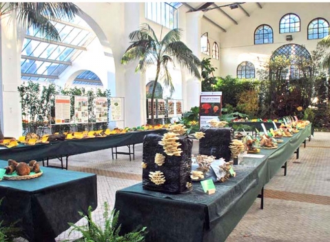 Pannelli espositivi: LINEA EXPO' - Mostra Associazione NUOVA MICOLOGIA -ROMA 2012.