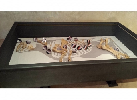 Vetrina espositiva per  musei della linea Theca